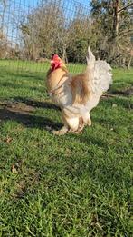 Broedeieren/ jonge dieren haan/hen., Dieren en Toebehoren, Pluimvee