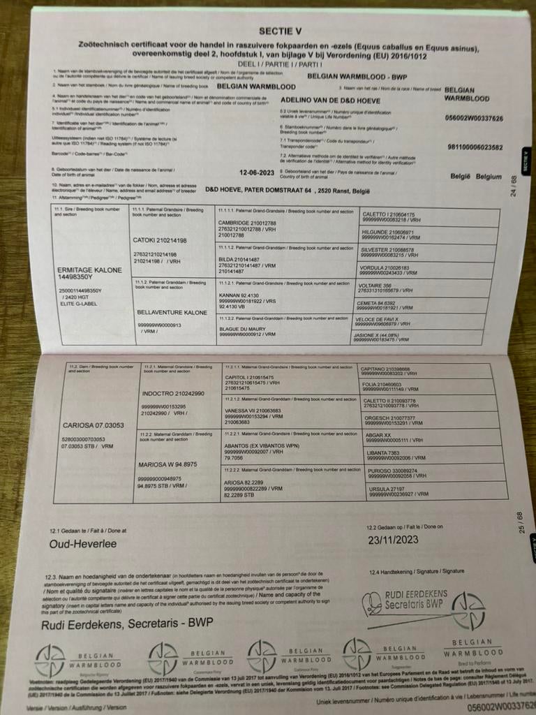 3 jarige hengst, Hengst