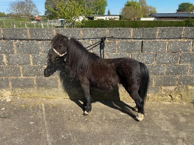 Pony, Animaux & Accessoires, Poneys, Jument, Non dressé, Poney A (jusqu'à 1.17 m), Poney de récréation, 11 ans ou plus, Avec puce électronique