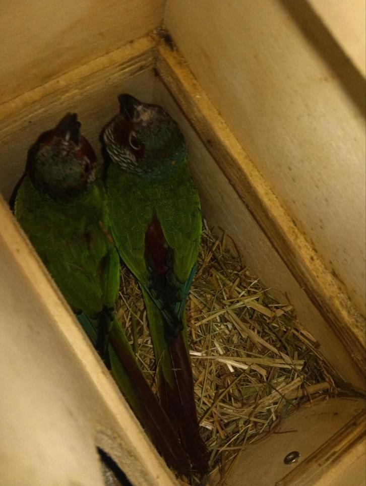 Pyrrhura Emma, Dieren en Toebehoren, Vogels | Parkieten en Papegaaien, Geringd