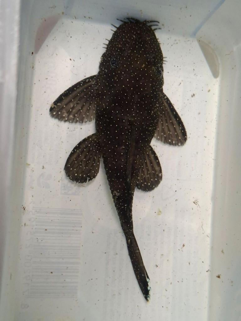 L-183 starlight pleco - volwassen man, Dieren en Toebehoren, Vissen | Aquariumvissen, Vis, Zoetwatervis