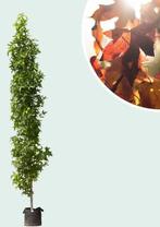 Liquidambar zuil / haag 2,5 meter hoog, 14 stuks, Enlèvement, Haie de hêtre, Haie