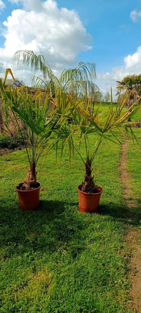 Trachycarpus Fortunei palmbomen, Tuin en Terras, Planten | Bomen, Ophalen
