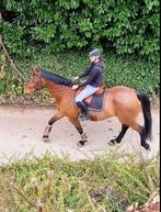 Recreatiepaard, wandelpaard, Merrie, Recreatiepaard, Met stamboom, 11 jaar of ouder
