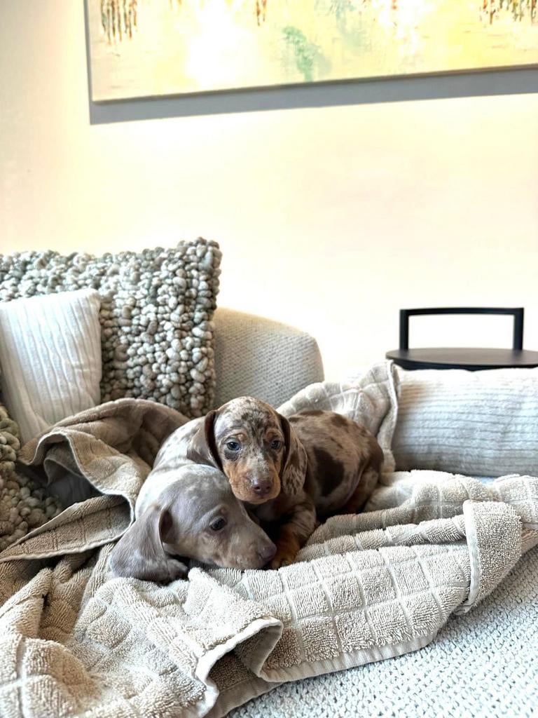 Mini teckel pups- reu- zoeken warme thuis, Parvo, België, Reu, 8 tot 15 weken