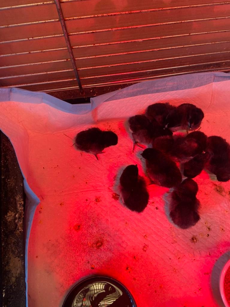 Kuikens friese kriel zwart, Animaux & Accessoires, Volatiles