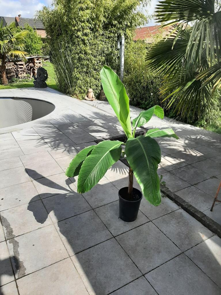 MAGNIFIQUE BANANIER, Jardin & Terrasse, Plantes | Jardin, Enlèvement, Plante fixe, Autres espèces, Mi-ombre