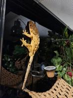 Wimpergekko, Hagedis, Tam, 0 tot 2 jaar