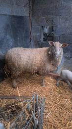 Jonge ooi met ramlam