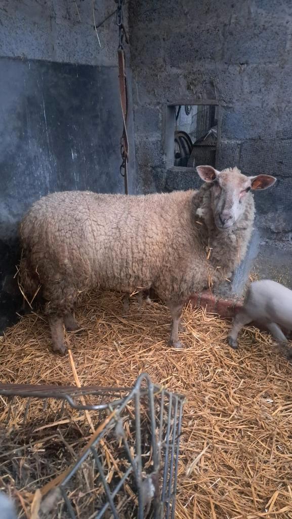 Jonge ooi met ramlam, Dieren en Toebehoren, Schapen, Geiten en Varkens