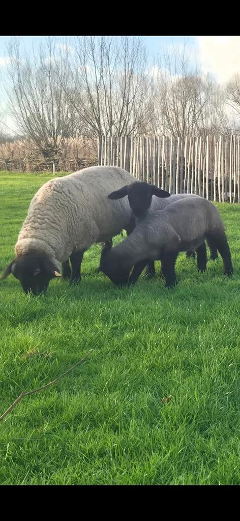 Mooie suffolk ooi te koop, Dieren en Toebehoren