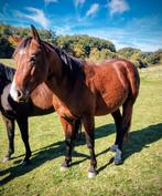 Etalon Quarter, Animaux & Accessoires, Chevaux, Étalon