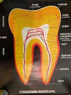 les dents, Enlèvement ou Envoi, Neuf
