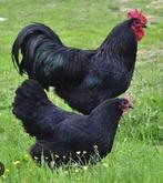 Trio zwarte Australorp kippen