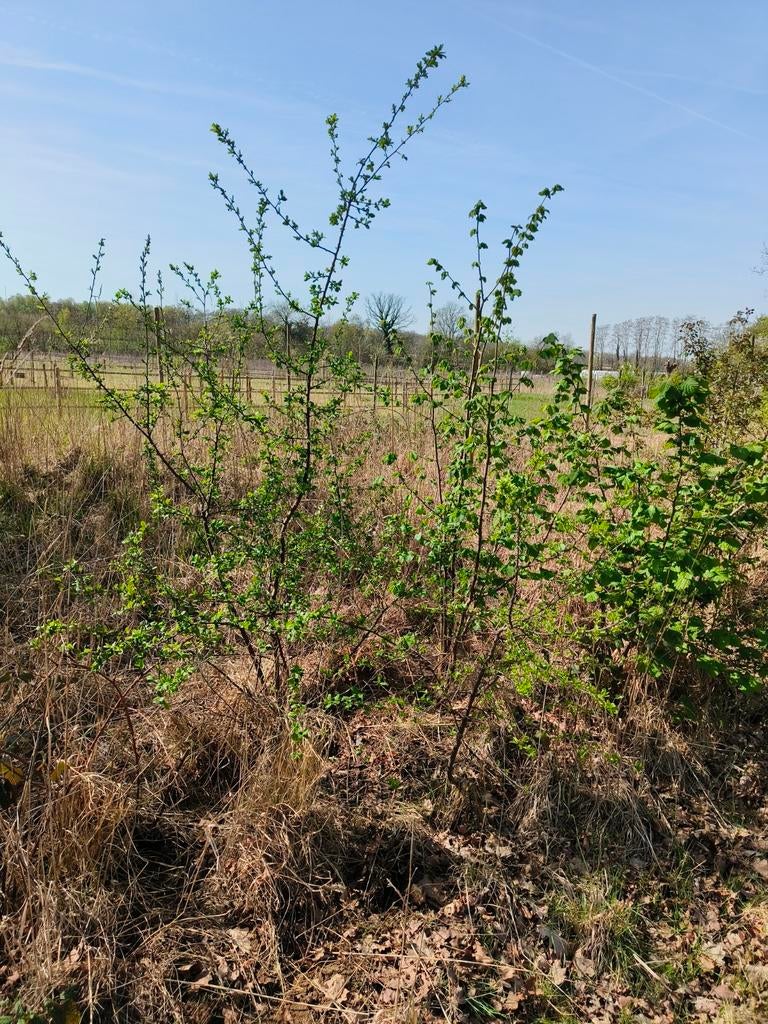 Inheemse haagplanten/struiken, Ophalen