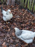 sussex legkip, Poule ou poulet