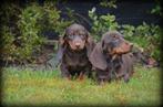 Teckel pups choco tan, Dieren en Toebehoren, Honden | Teckels en Dashonden, Parvo, België, Reu, 8 tot 15 weken