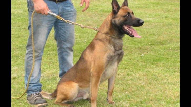 Mechelse herder afgerichte bewakingshond & verdedigingshond, Animaux & Accessoires, Chiens | Bergers & Bouviers, Chien (mâle)