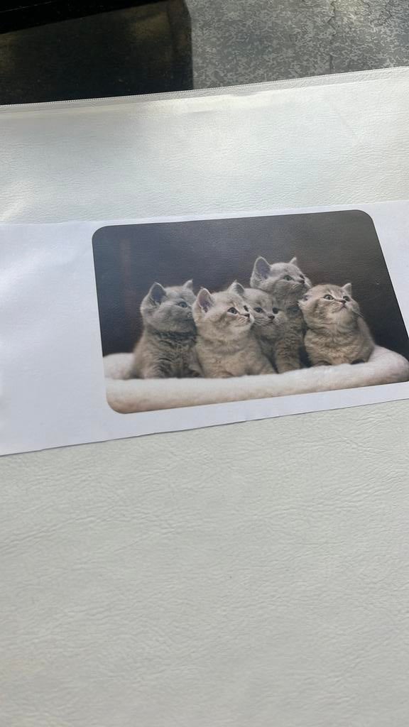 Studie kattenfokker, Boeken, Studieboeken en Cursussen, Ophalen, Zo goed als nieuw