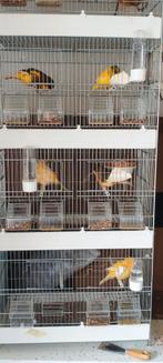 Lot canaris Norwich, Animaux & Accessoires, Enlèvement ou Envoi