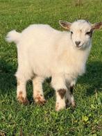 Geit bokje, Dieren en Toebehoren, Mannelijk, Geit, 0 tot 2 jaar