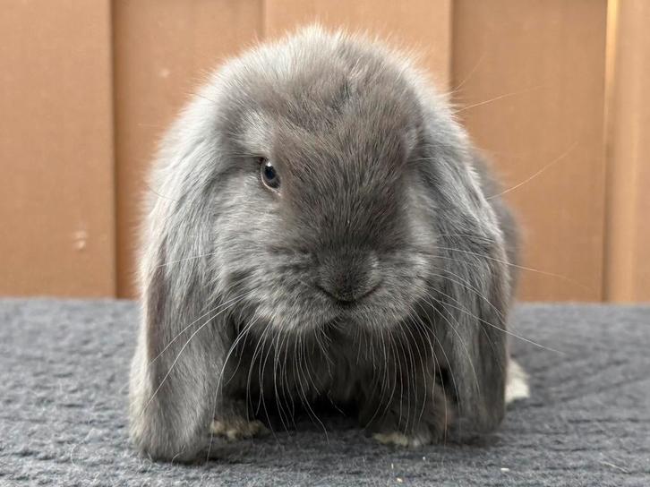 Heel lieve, tamme & gezonde jonge blauwe Franse Hangoor ram, Dieren en Toebehoren, Konijnen, Groot, Mannelijk, 0 tot 2 jaar, Hangoor
