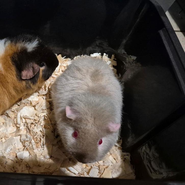 Super lief lilac US Teddy beertje, Dieren en Toebehoren, Knaagdieren, Mannelijk, Cavia, Juli, Tam