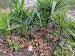 Winterharde palmbomen kruising wagnerianus fortunei, Tuin en Terras, Planten | Bomen, Ophalen of Verzenden, Minder dan 100 cm