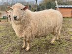 Lakens schaap gekeurde stamboom ram, Mannelijk, Schaap, 0 tot 2 jaar