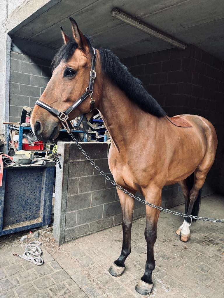 Jong springpaard te koop, Dieren en Toebehoren, Paarden, Ruin, 7 tot 10 jaar, Springpaard