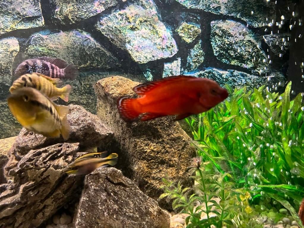 FWB GEZOCHT , VROUWELIJK GEZELSCHAP