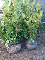 Laurier cerisier/feuille de laurier : plante de haie, Jardin & Terrasse, Enlèvement, Laurier, Haie, 100 à 250 cm