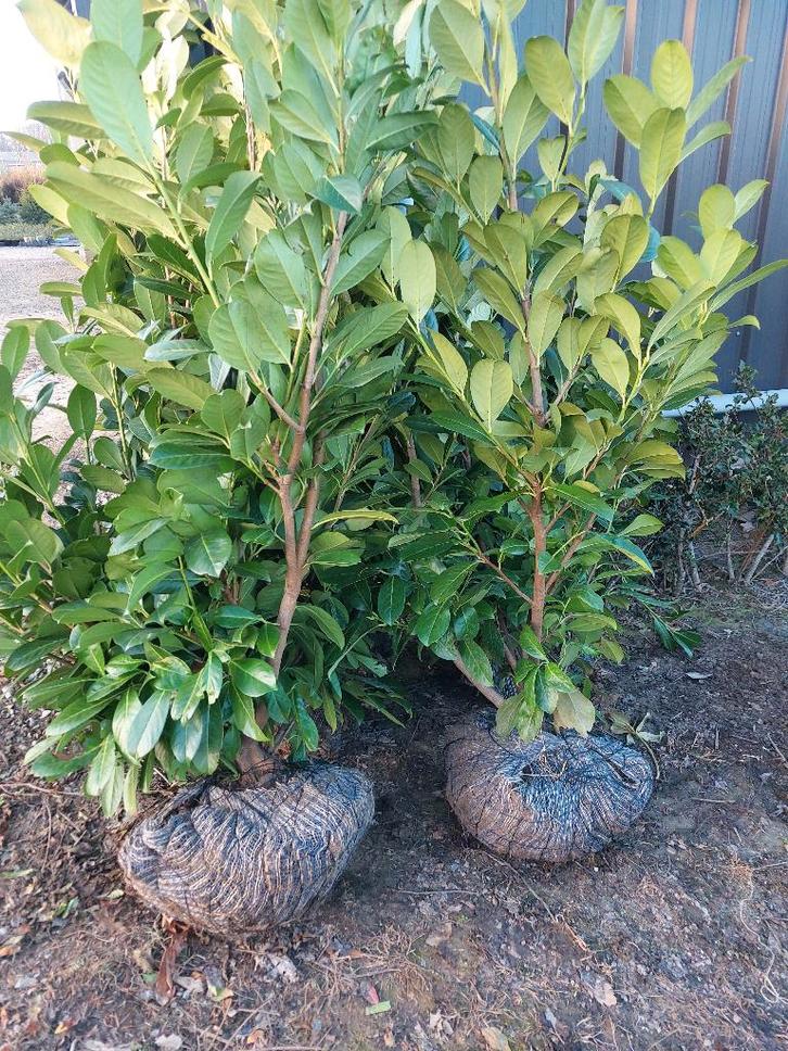 Laurierkers/ paplaurier: haagplant, Tuin en Terras, Planten | Struiken en Hagen, Haag, Laurier, 100 tot 250 cm, Ophalen