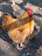 Jonge orpington haan, Dieren en Toebehoren