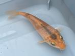 Oranje-zwarte koi 12,5 cm, Dieren en Toebehoren, Vissen | Vijvervissen, Karper of Koi