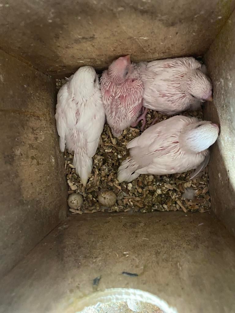 Perruches ondulées au nid, Animaux & Accessoires