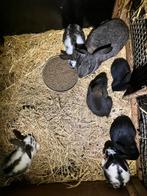 7 jonge vleeskonijnen - 6 weken - groot ras, Animaux & Accessoires, Lapins, Plusieurs animaux, Grand, 0 à 2 ans