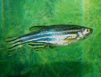 Zebra Danio, Dieren en Toebehoren, Vissen | Aquariumvissen, Vis