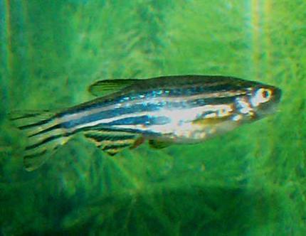 Zebra Danio, Dieren en Toebehoren, Vissen | Aquariumvissen, Vis