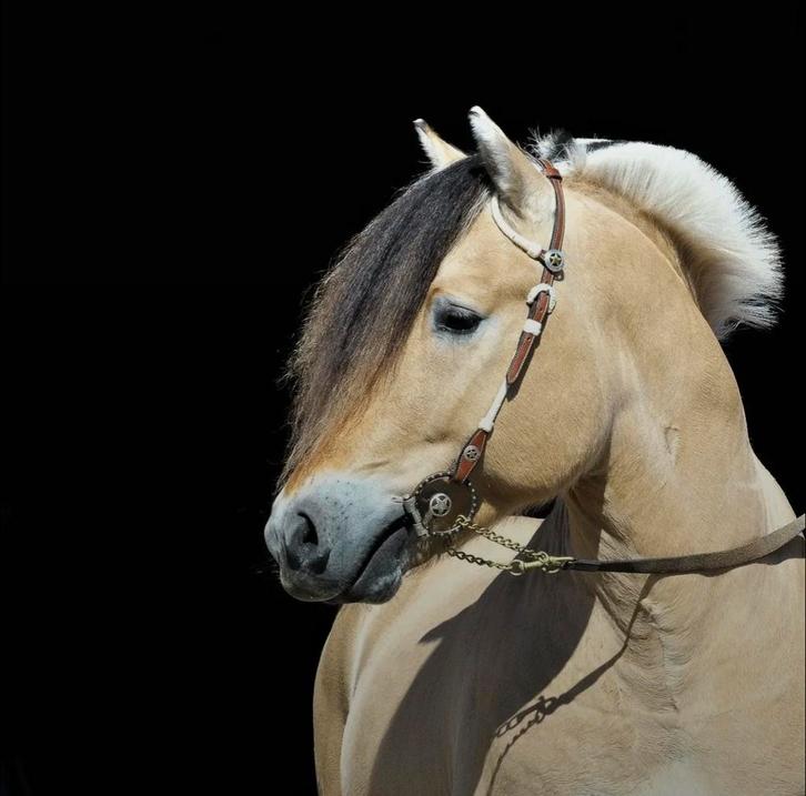 Lieve fjord, Animaux & Accessoires, Chevaux, Étalon, M