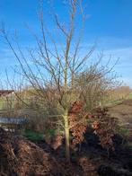 Acer campestre boom, Tuin en Terras, Ophalen