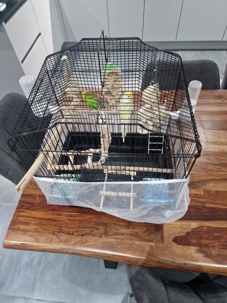 Prachtig koppel parkieten inclusief kooi en alle toebehoorte, Dieren en Toebehoren, Vogels | Hokken en Kooien, Ophalen