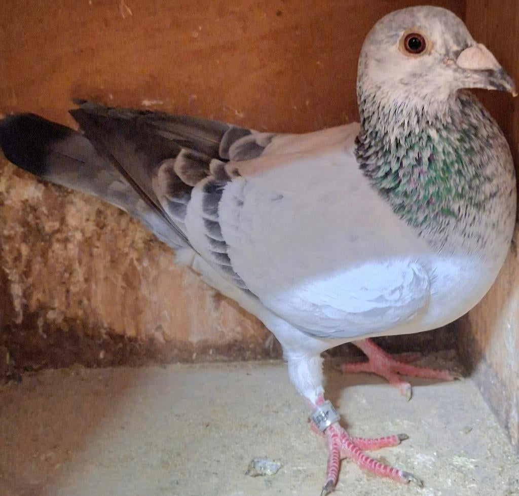 Postduif "BLIZZARD KING KITTEL", Dieren en Toebehoren, Mannelijk, Postduif