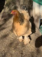Brahma Hen, Dieren en Toebehoren, Pluimvee