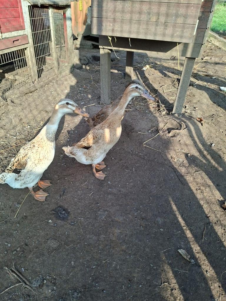Broedeieren loopeenden wegens teveel, Dieren en Toebehoren