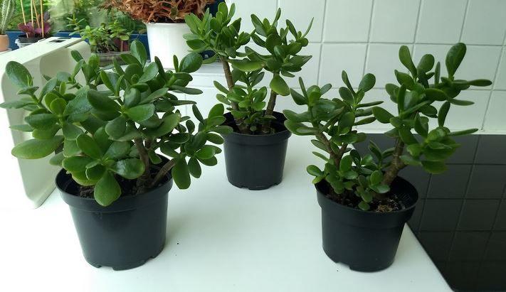 Crassula ovata - Jadeplant (kamerplant), Huis en Inrichting, Kamerplanten, Vetplant, In pot, Ophalen