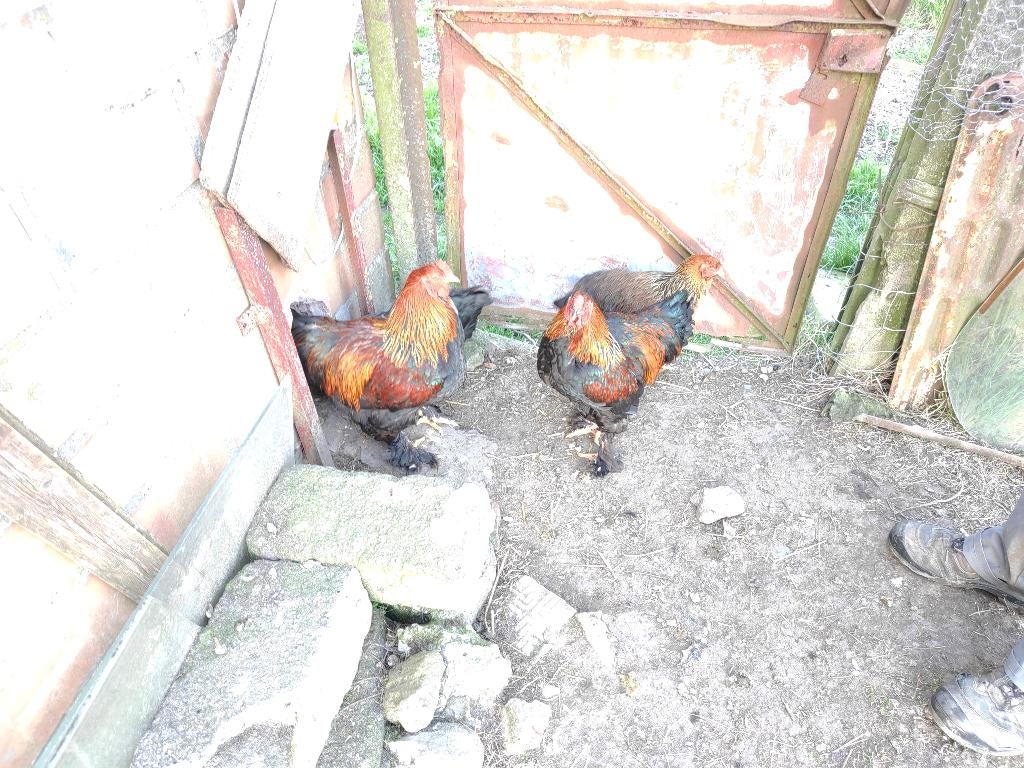 Gezocht te koop Haan brahma goudpatrijs