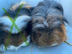 Cavia, Dieren en Toebehoren, Cavia, Mannelijk, Tam, September