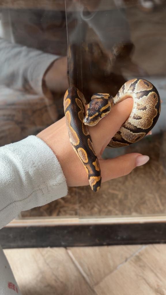 Vrouwelijke python van 6 maanden oud met haar terrarium, Dieren en Toebehoren, Ophalen, Zo goed als nieuw, Terrarium of Paludarium
