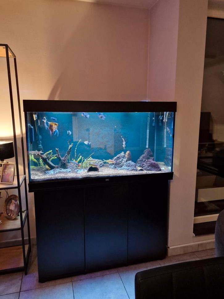 Gratis vissen wegens verhuis, Animaux & Accessoires, Poissons | Aquariums & Accessoires, Enlèvement